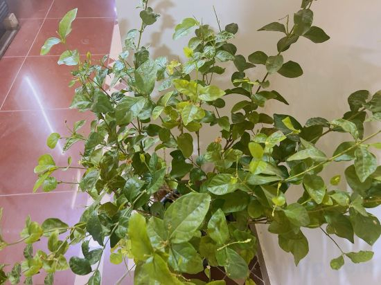 Others 3, Lemon Tree & Home 2, New Cairo City