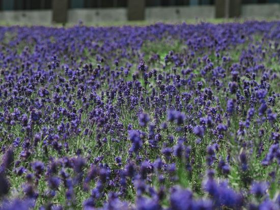Others 3, FURANO HOTEL (Renewal Opening on May, 2025), Furano