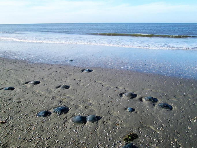 Surrounding environment 4, Chalet near sea beach in Hollum, Ameland