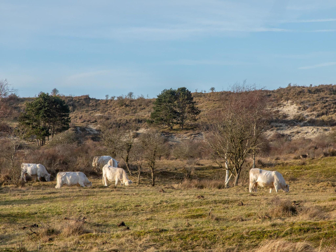 Surrounding environment 4, 2-Bedroom Family Retreat near Dunes, Schouwen-Duiveland