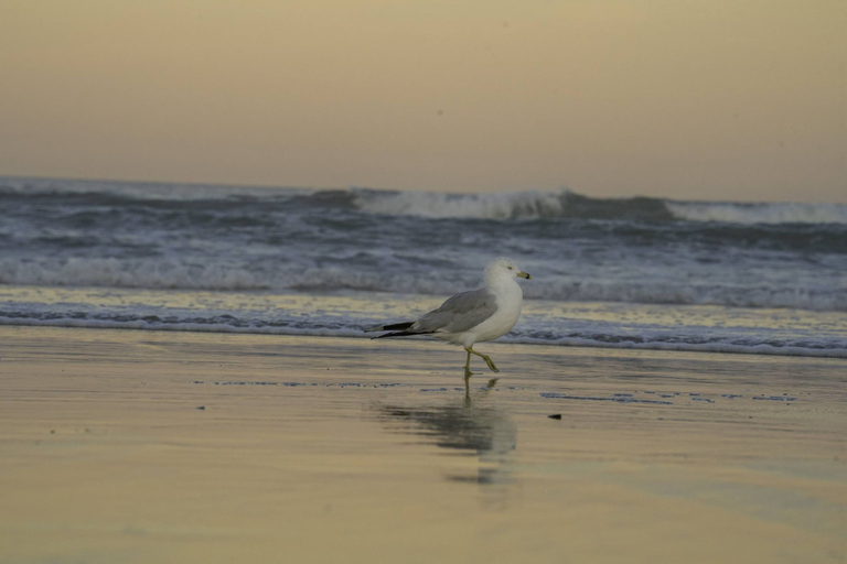 Beach 5, Moody Surfer - Coastal Retreat, York