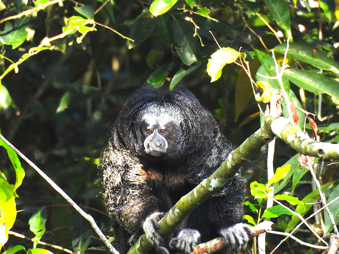 Miscellaneous 5, Amazon Jungle Expeditions Lodge, Maynas
