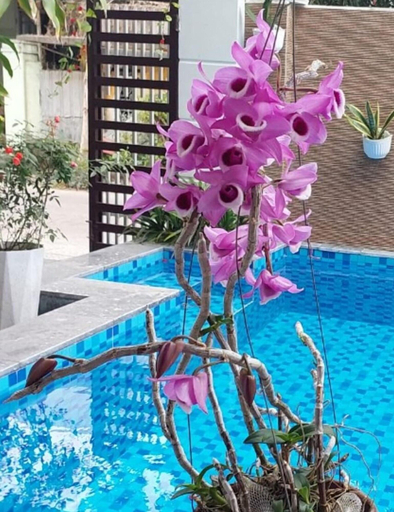Sport & Beauty 5, Riverlife Homestay Hoi An, Da Nang