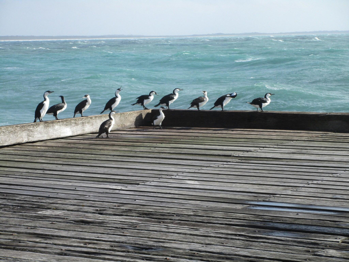 Public Area, King Island Accommodation Cottages, King Island