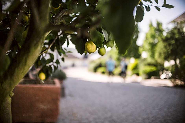 Public Area 3, Weingut Gehlen-Cornelius, Bernkastel-Wittlich