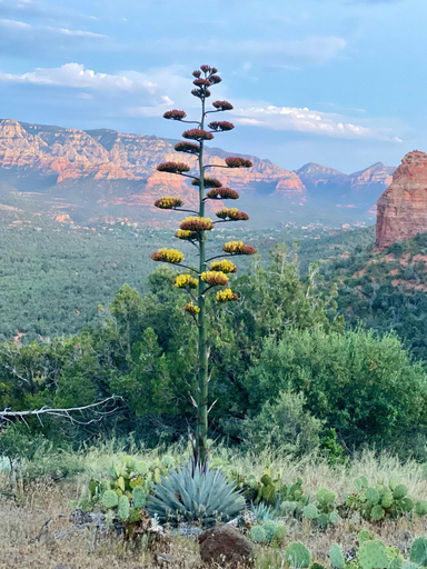 Sports and Entertainment 2, The Grand Canyon Headquarters, Coconino