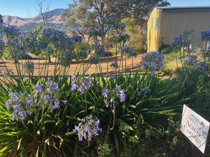 Room 2, Burnt Creek Cottages Mansfield, Mansfield
