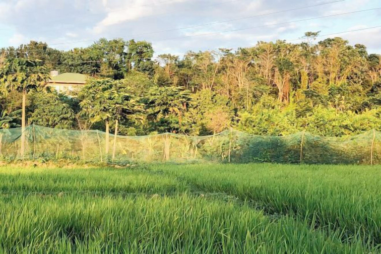 Others 5, TGE Farm Resort and Food House, Tuguegarao City