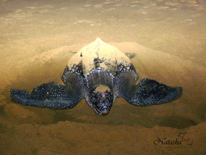Sports and Entertainment 4, The Sandpiper, Umkhanyakude