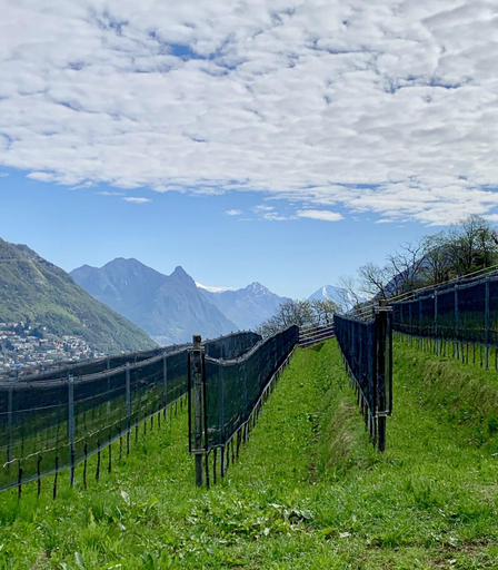 Exterior & Views 2, Bigatt Hotel & Restaurant, Lugano