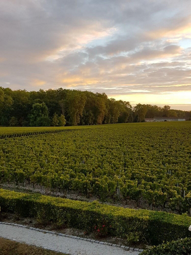 General view 4, Chateau Marojallia, Gironde