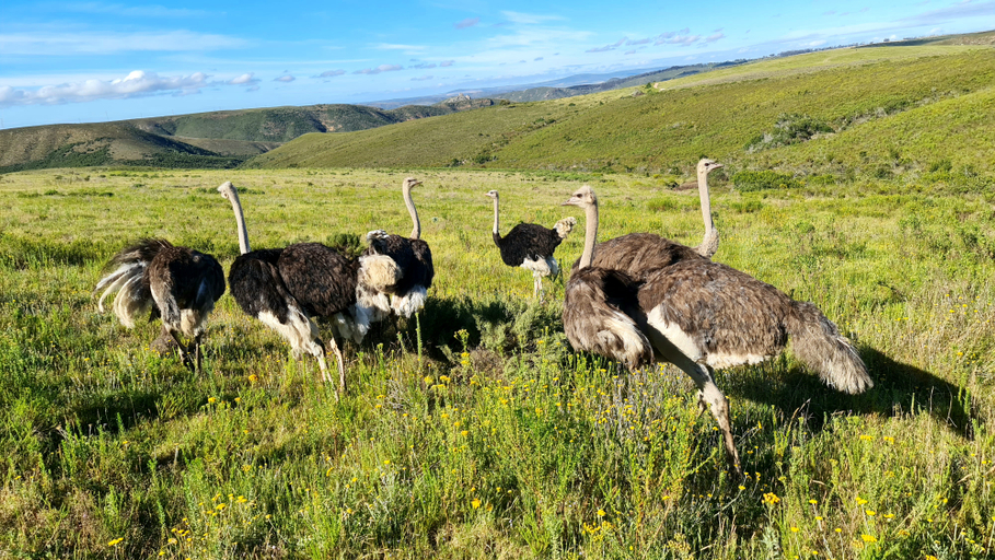 Others 5, The Village At Botlierskop, Eden