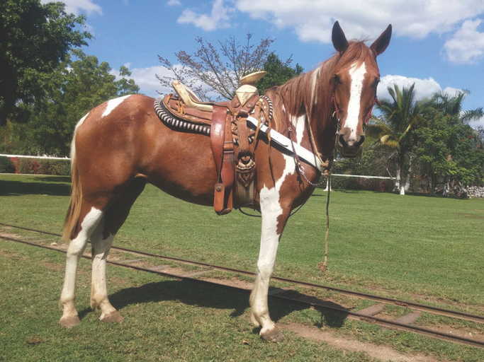 Sports and Entertainment, Hacienda Viva Sotuta de Peón, Tecoh