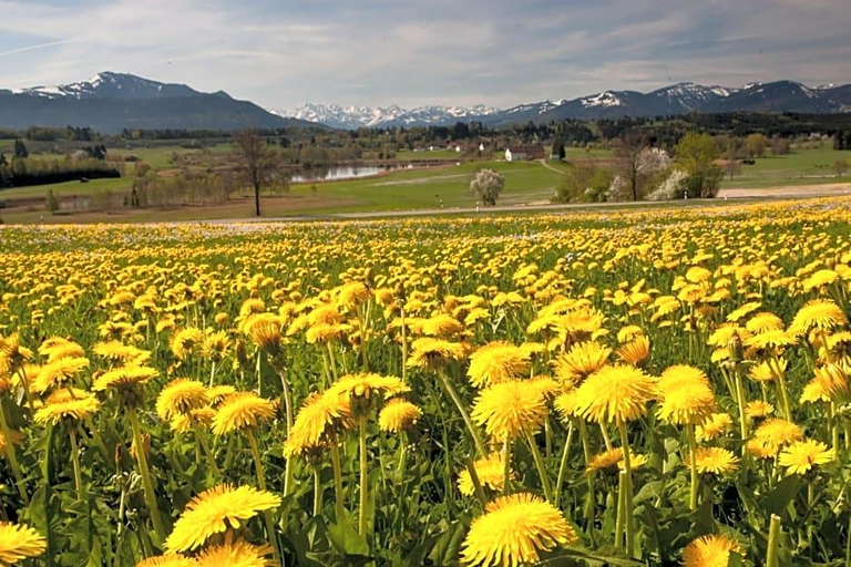 Public Area 3, Waldhorn, Kempten (Allgäu)