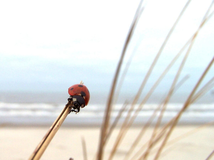 Beach 2, Holiday Apartment in Norderney With Wi-fi, Aurich