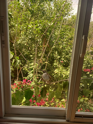 Room 4, Bahía Garden, Santa Cruz