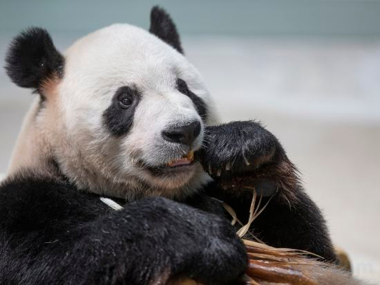 Others 2, Nanjing Ziqing Lake Hot Spring Resort Hotel (Wildlife World), Nanjing