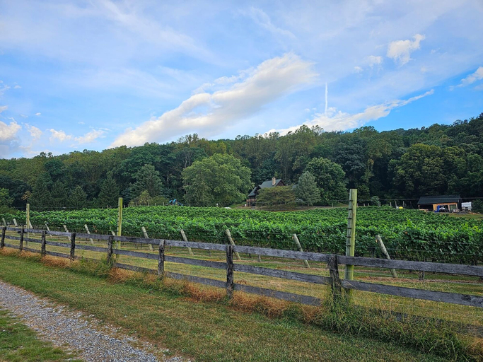 Others 5, Vinewood Estate Luxury Pool and Vineyard Retreat, Loudoun
