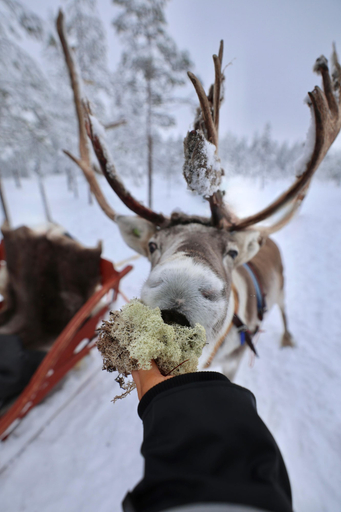 Others 3, Norva Igloos Resort, Lapland