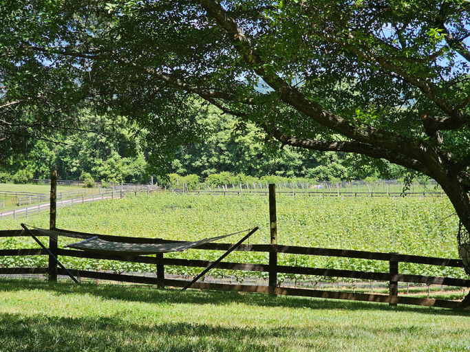 Others 4, Vinewood Estate Luxury Pool and Vineyard Retreat, Loudoun