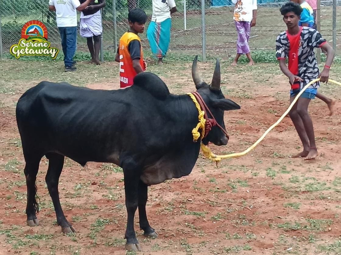 Others 2, Serene Getaway Resort, Madurai