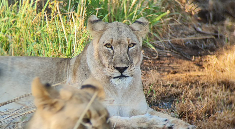 Others 3, The Leadwood Safari Camp, City of Tshwane