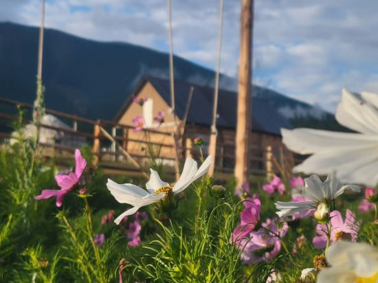 Others 5, Ximumijingmingsu, Altay