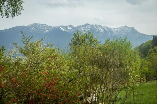 Others 2, Villa Alba by Akasha Retreat, Bran