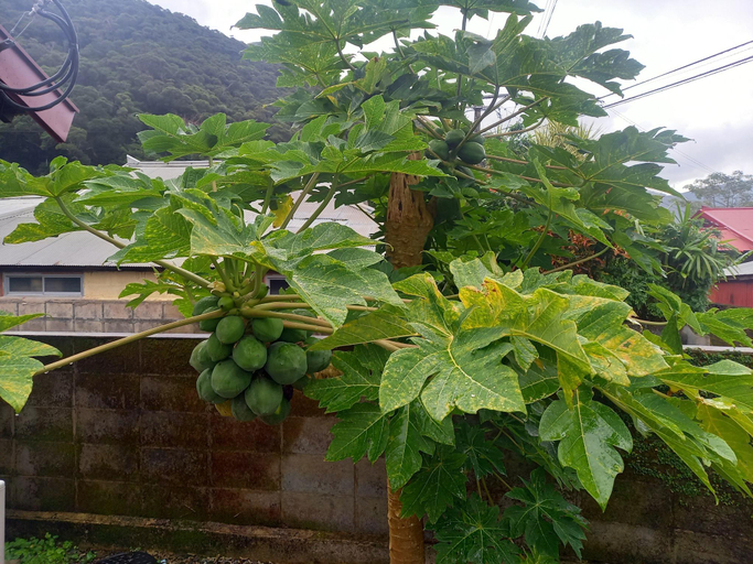 Others 3, Whole house rental house Inawashi no Ie, Amami