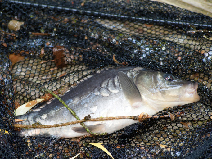 Food & Drinks, Fishing Chalet, Opglabbeek, Limburg