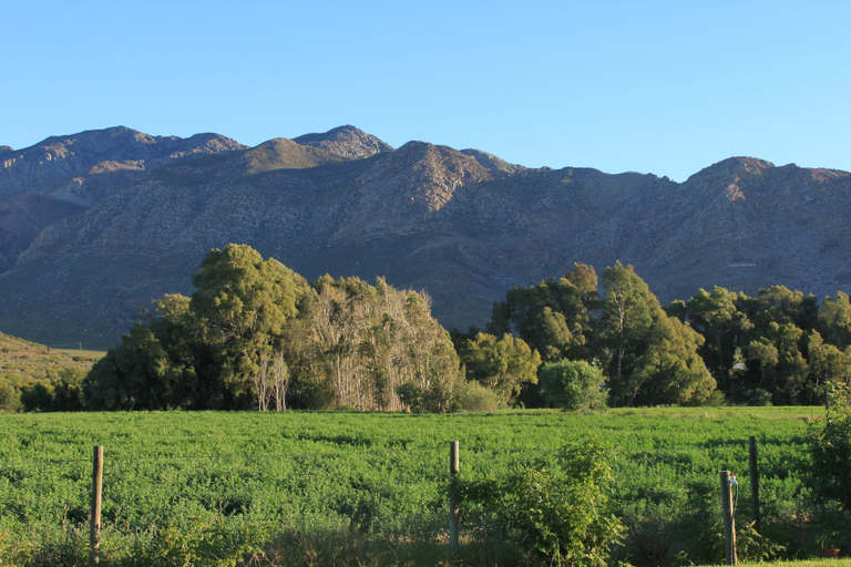 Others 5, The Barn on 62, Cape Winelands