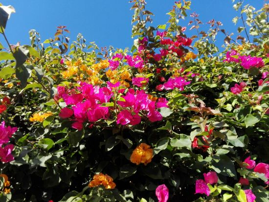 Others 2, Bougainvilla Mountain Retreat, Near Bhimtal, Nainital