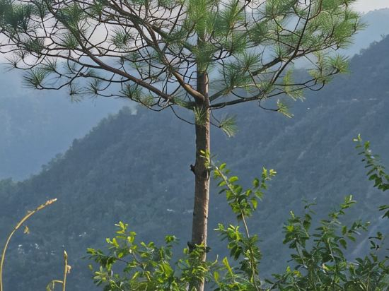 Others 3, Bougainvilla Mountain Retreat, Near Bhimtal, Nainital