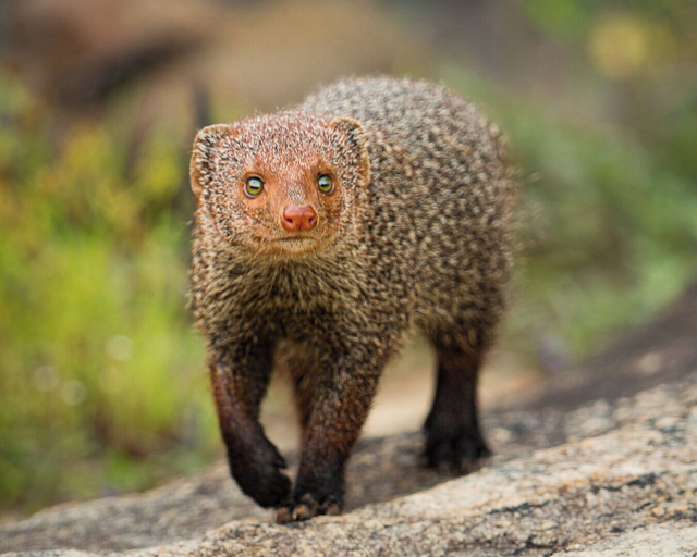 Others 5, Ceylon Wild, Thissamaharama