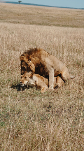 Others 3, Samara Wild Camp - Maasai Mara, Narok West