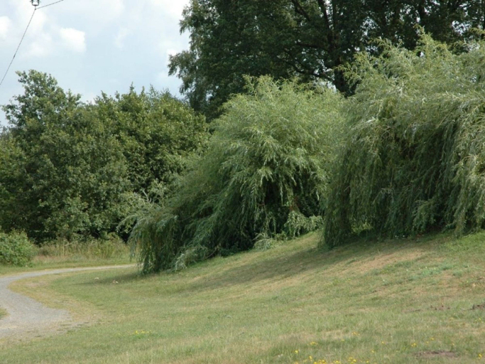 Others 4, At the Broom Bush, Steinfurt