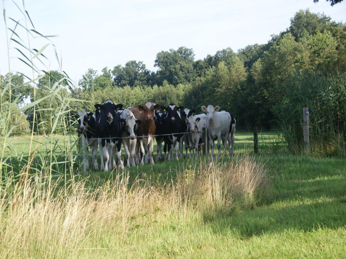 Others 4, Luxury Lodge in Twente With Meadow Views, Haaksbergen
