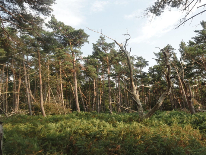 Others 2, Ankerhaus-darss, Vorpommern-Rügen