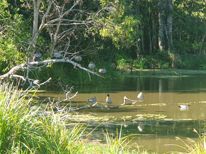 Others 5, Couples Accessible Cabin, Zarina Country Cabins, 6, Caloundra - Hinterland