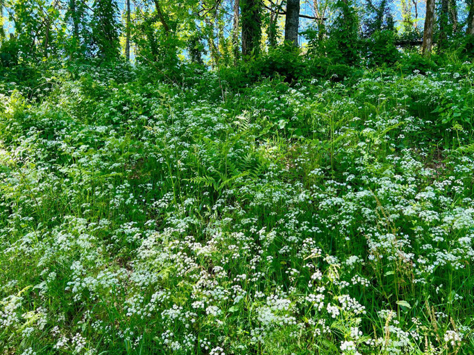 Others 4, Le manoir de Jasmine, Corrèze