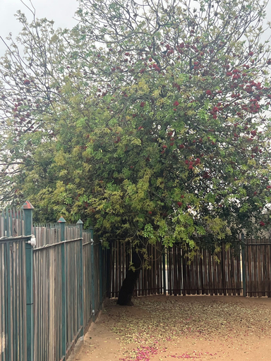 Others 5, Happy Time Guest House, Mopani