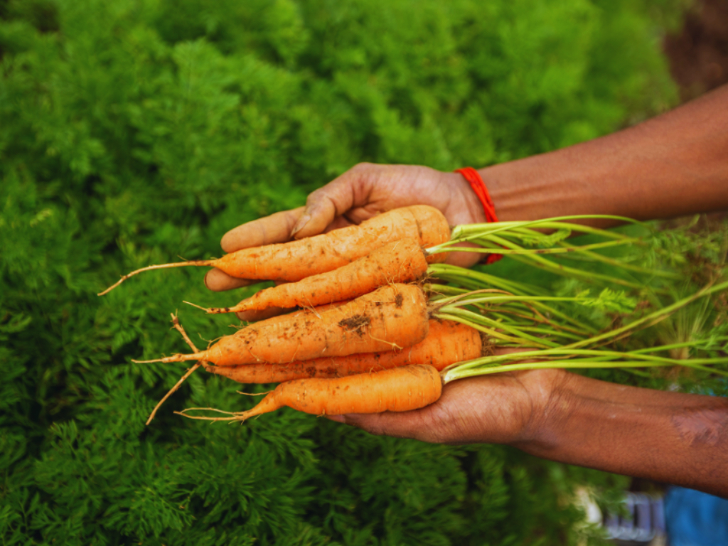 Food & Drinks 4, Emerald by Nature Resorts and Stays, Avalanchi, The Nilgiris