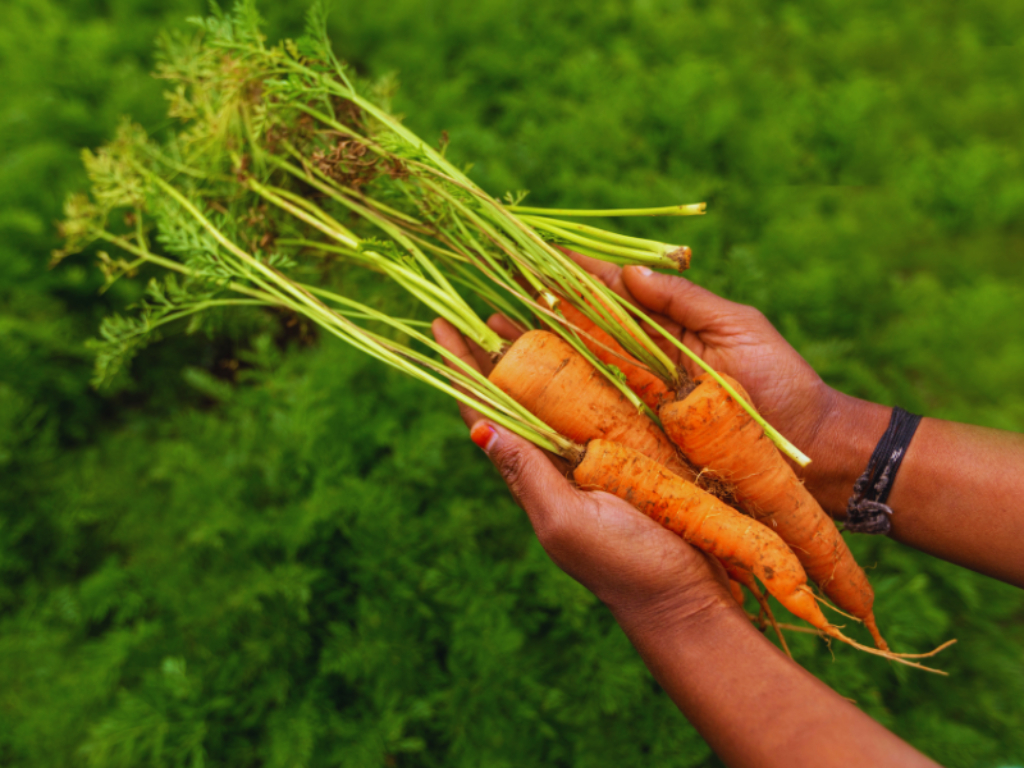 Food & Drinks 5, Emerald by Nature Resorts and Stays, Avalanchi, The Nilgiris