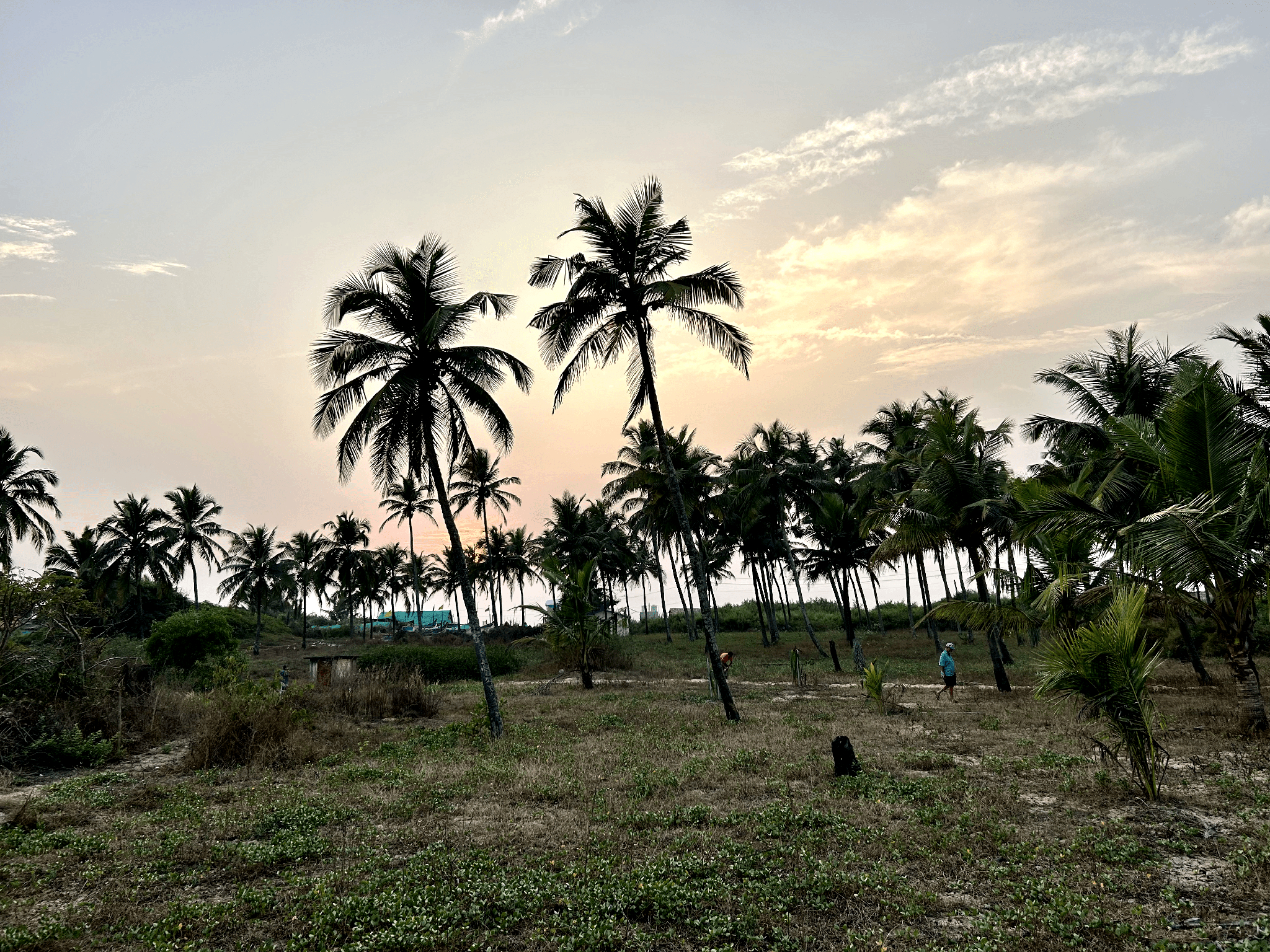 Others, O Palmar Beach Cottages, South Goa