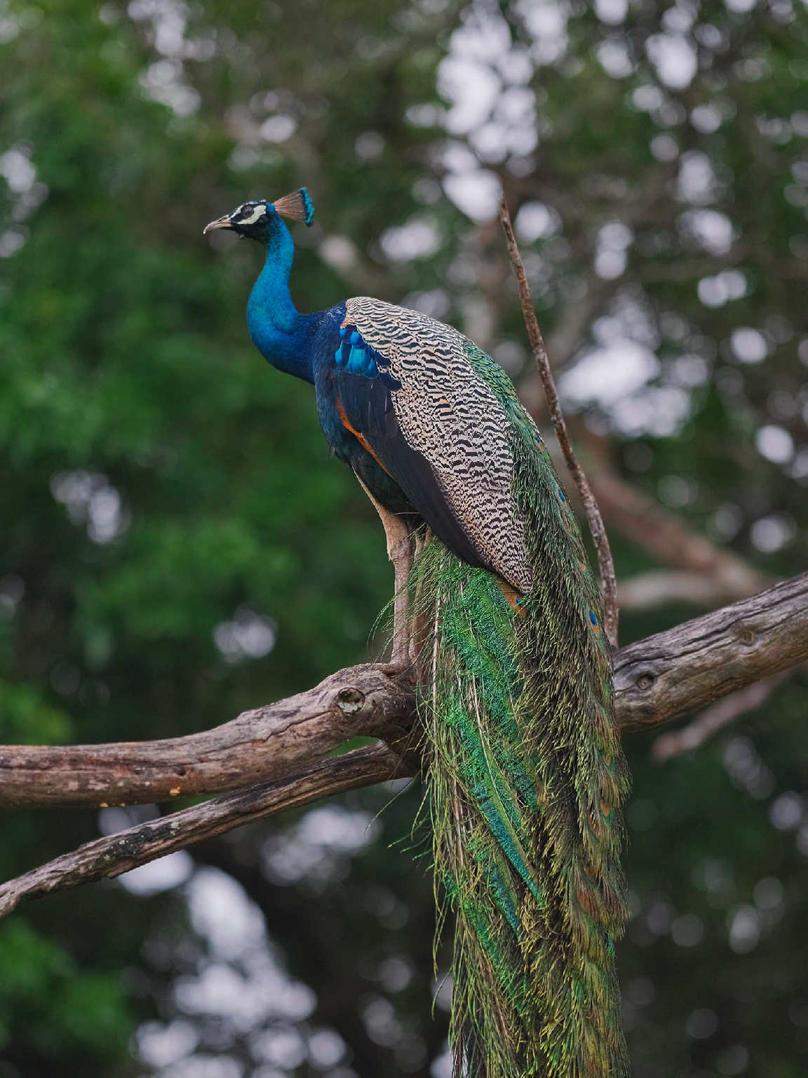 Others 4, Sigiri Vananthara, Hingurakgoda