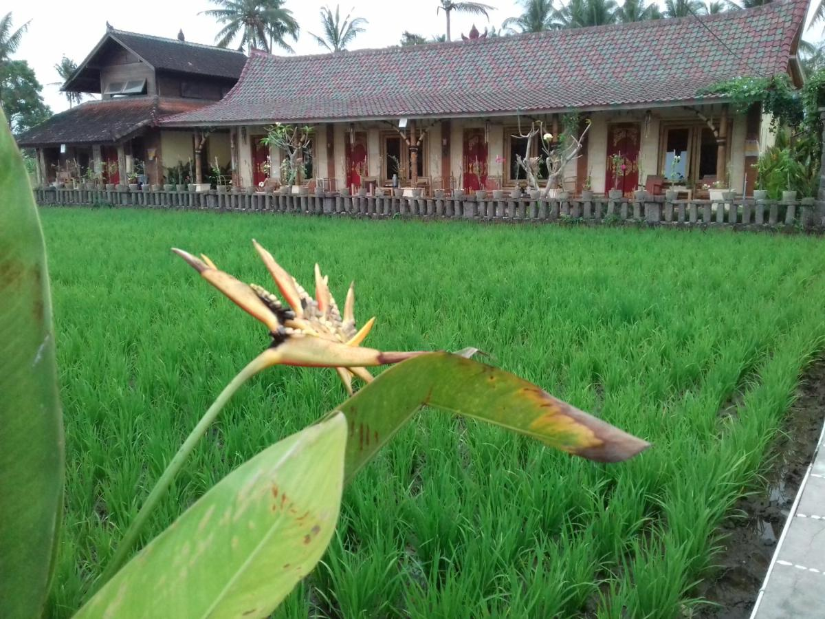 Rice padi Artha, Gianyar